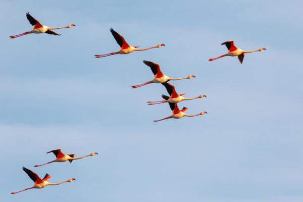 ¿Los flamencos vuelan? - ¿Cómo es el vuelo de los flamencos?