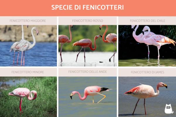 Datos sobre los flamencos - Hay varias especies