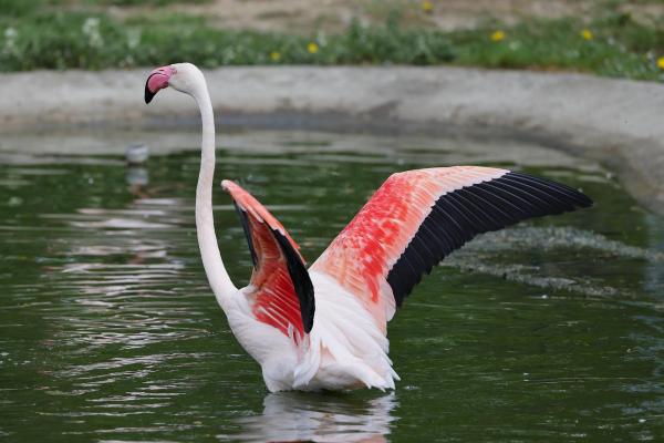 Curiosidades sobre flamencos - Los tonos de color dependen de la especie