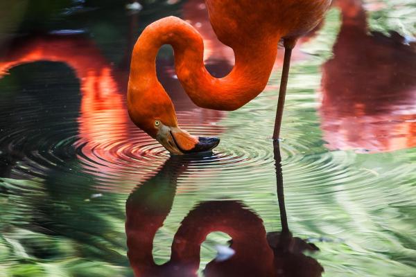 Datos sobre los flamencos: se alimentan filtrando el agua