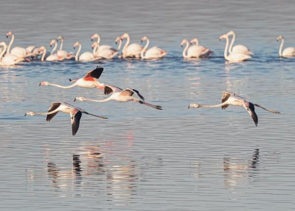 Flamingo Trivia - Más curiosidades de flamencos