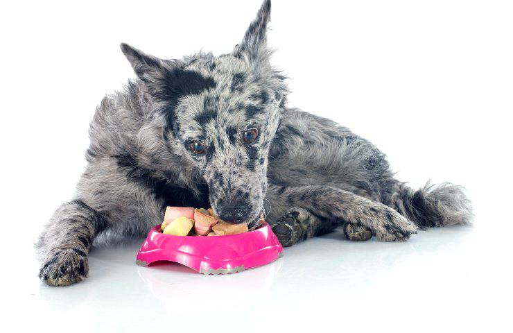 Mudi con plato de comida