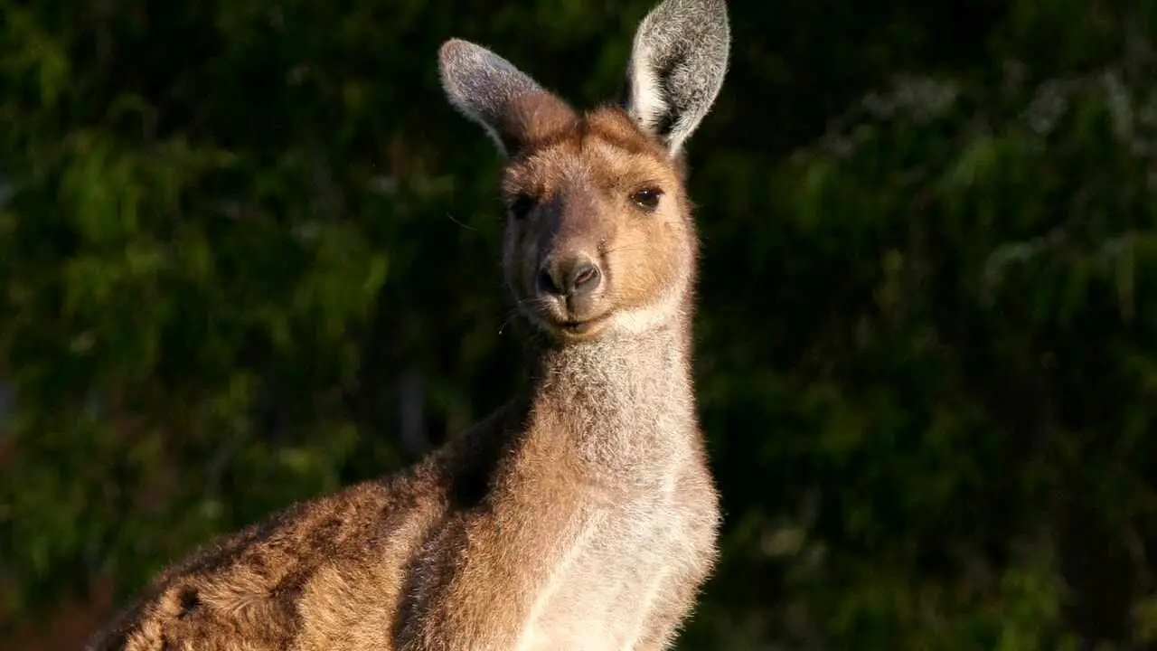canguro