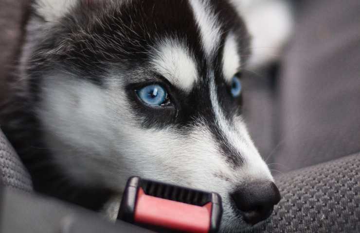 ojos azules fornidos