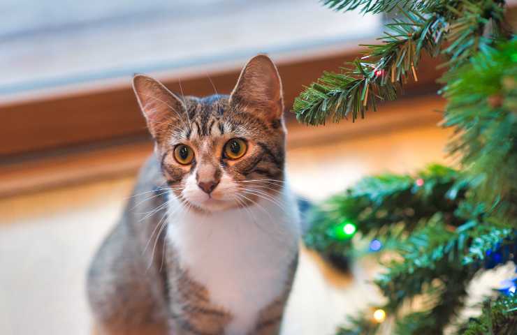 Gato cerca del árbol de Navidad