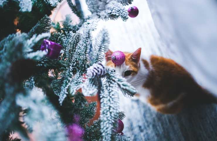 Gato cerca del árbol de Navidad