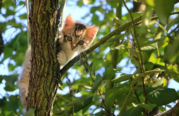 gatito en el arbol