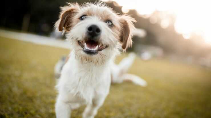 Cómo saber si tu perro está bien