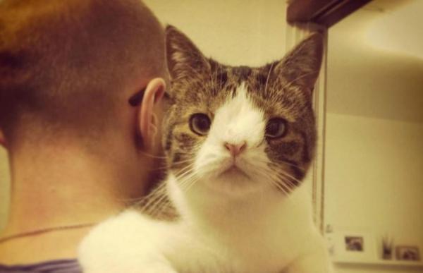 ¿Pueden los gatos tener síndrome de down? - Síntomas similares al síndrome de Down en gatos