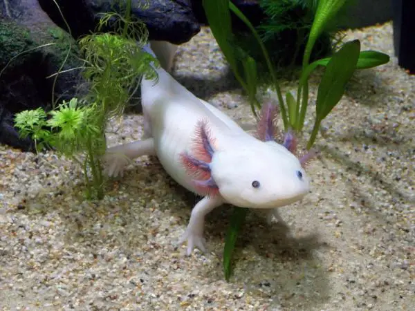 Animales extraños pero hermosos del mundo - Ajolote (Ambystoma mexicanum)