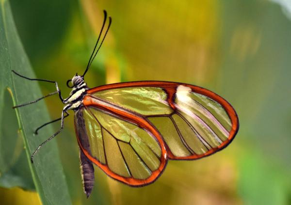 Animales extraños pero hermosos del mundo - Mariposa de cristal (Greta oto)