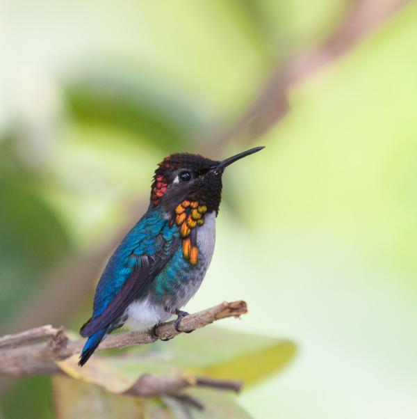Animales extraños pero hermosos del mundo: el colibrí de Elena (Mellisuga helenae)