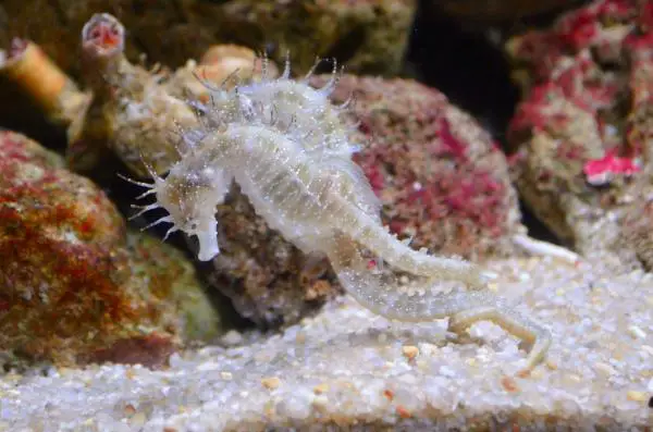Animales extraños pero hermosos del mundo - Caballitos de mar