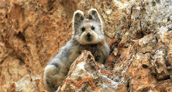Animales extraños pero hermosos del mundo - Pica de Ili (Ochotona iliensis)