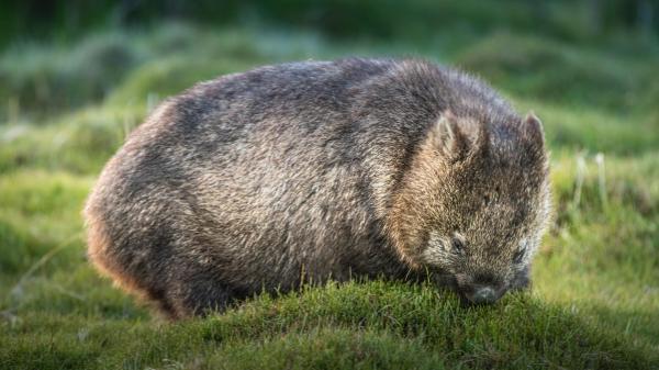 Animales extraños pero hermosos del mundo - Wombats