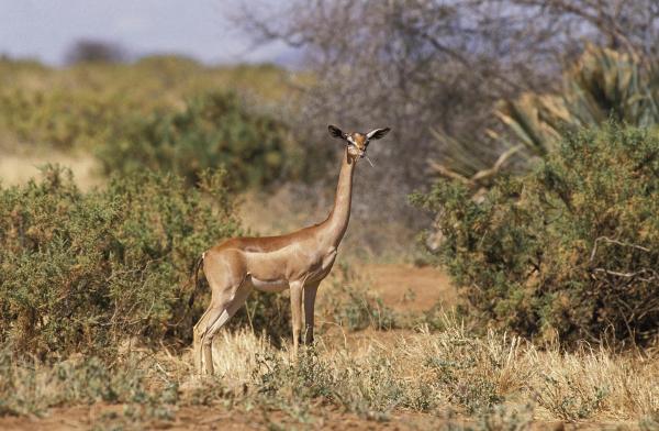 Animales extraños pero hermosos del mundo - Gerenuk (Litocranius walleri)