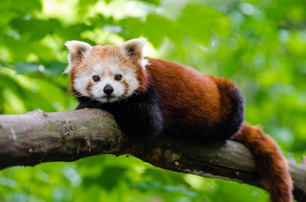 Animali strani ma belli del mondo - Panda rosso (Águila resplandeciente)