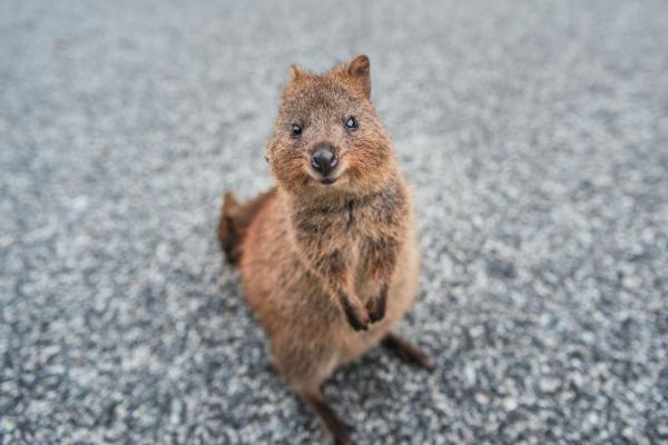 Animales extraños pero hermosos del mundo - Quokka (Setonix brachyurus)