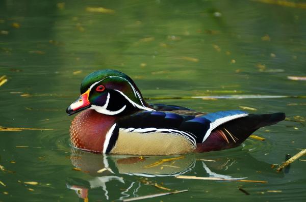 Animales extraños pero hermosos del mundo - Pato novia (Aix sponsa)