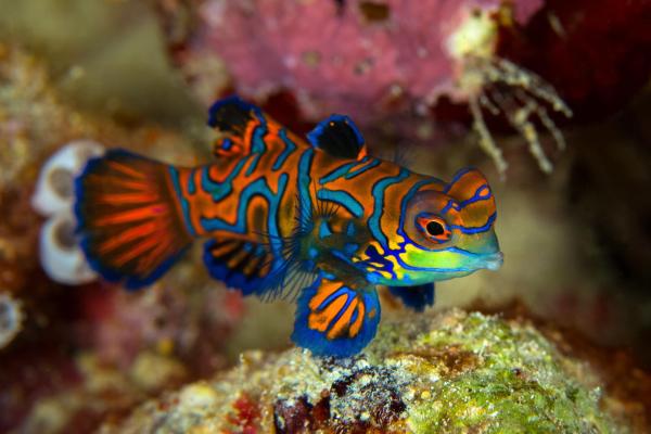 Animales extraños pero hermosos del mundo - Pez mandarín (Synchiropus superbus)