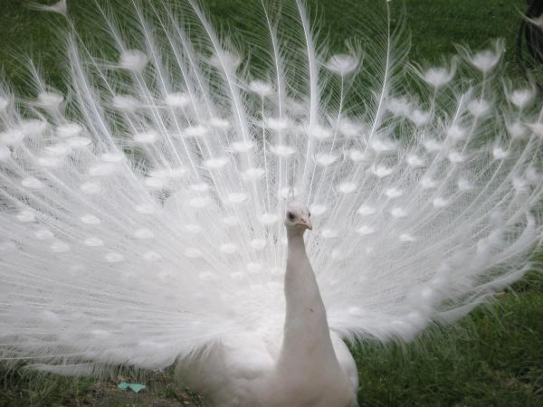 Animales extraños pero hermosos del mundo - Royal Peafowl (Pavo cristatus)