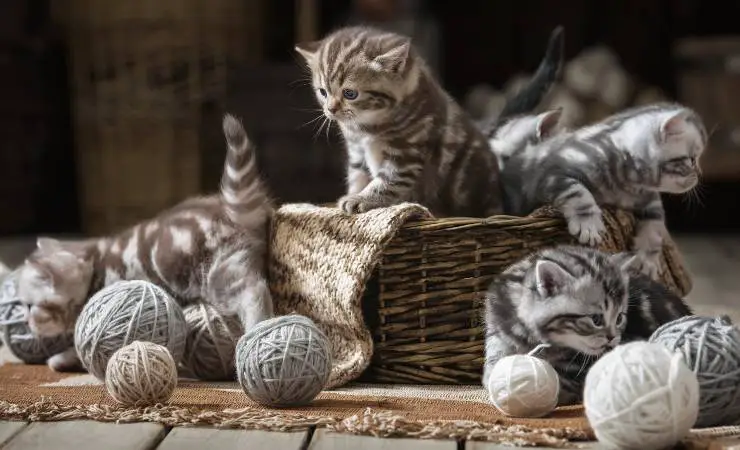 gatitos