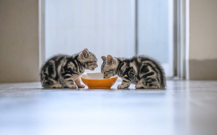 comida para gatitos