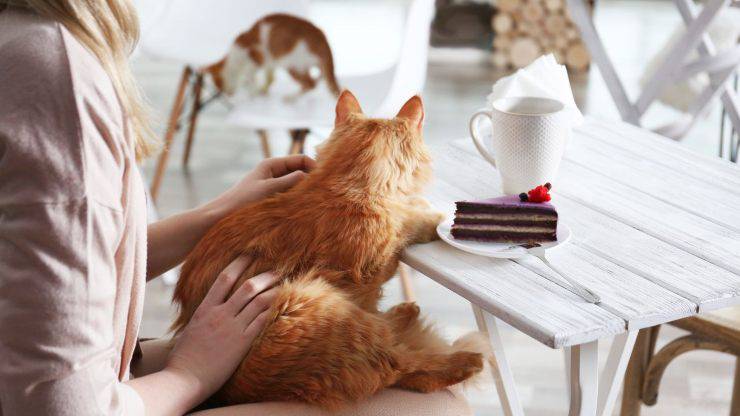 gato y cafeina