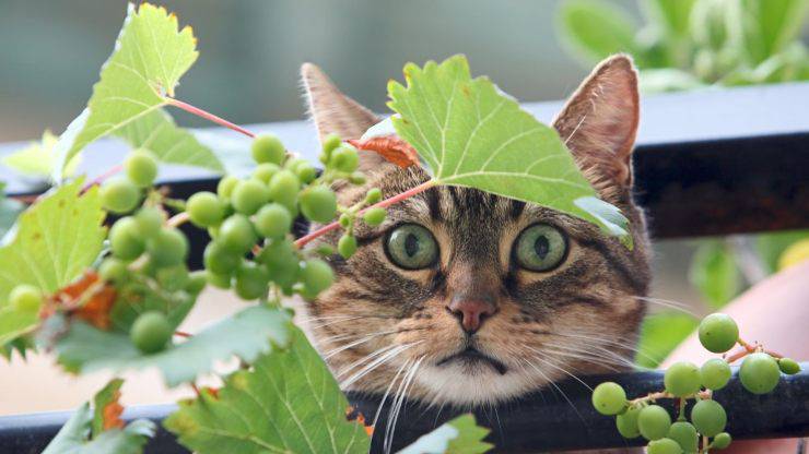 gato y uvas