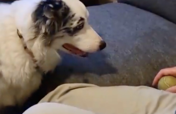 el abuelo se queda dormido perrita pelota