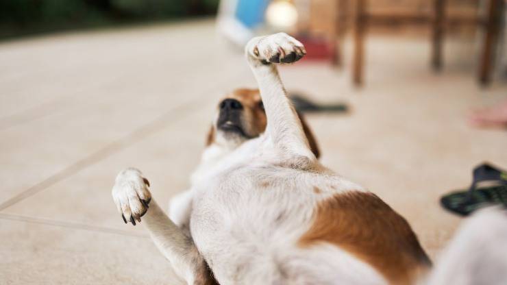 Vientre de perro