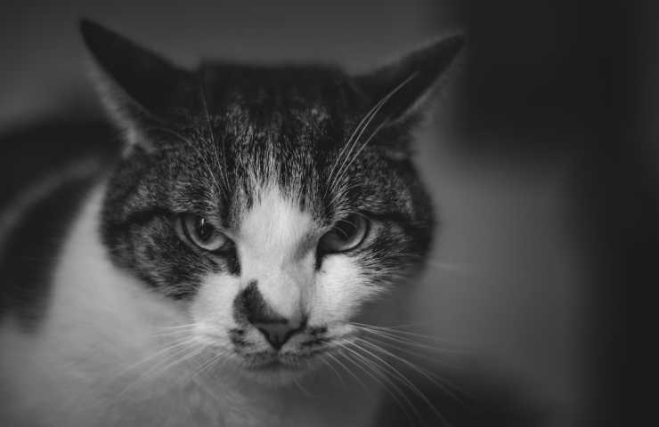 gato nervioso