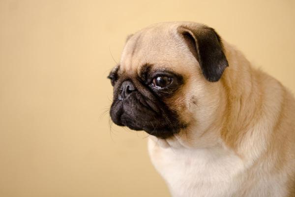 Nistagmo en perros: síntomas, causas y tratamiento - Síntomas del nistagmo en perros