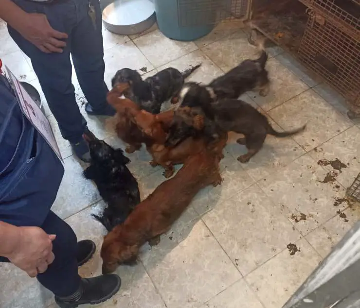 criadero clandestino de perros salchicha
