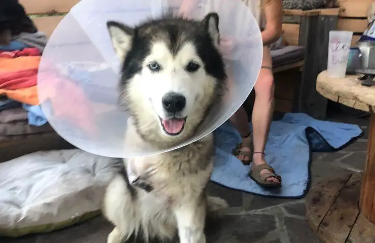 prótesis de pata de perro