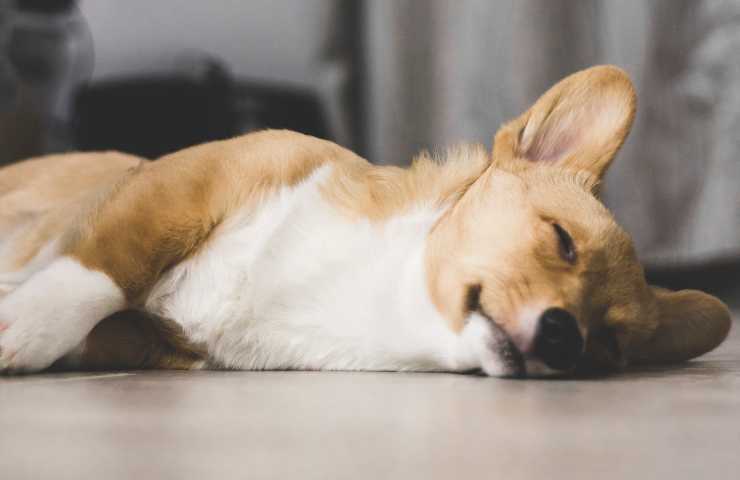 perro duerme en el suelo
