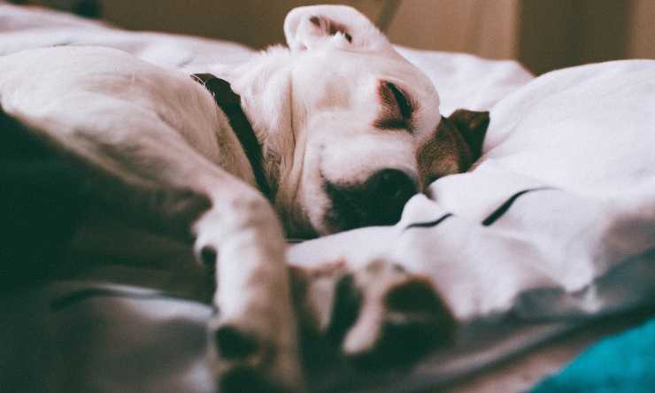El perro duerme en la caseta del perro.
