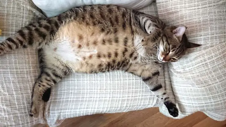 gato obeso