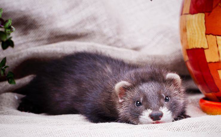 furetto