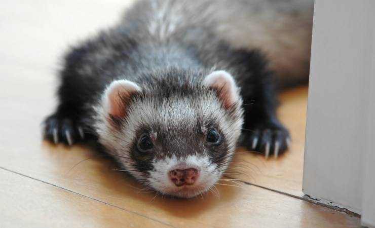 furetto