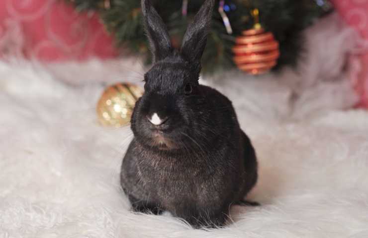 Conejo frente al árbol de Navidad