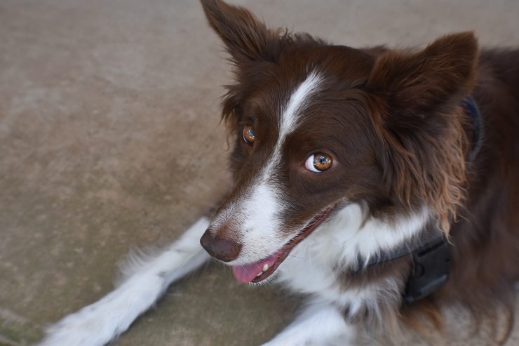 Razas de perros que sufren ansiedad por separación