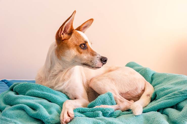 Razas de perros que sufren ansiedad por separación