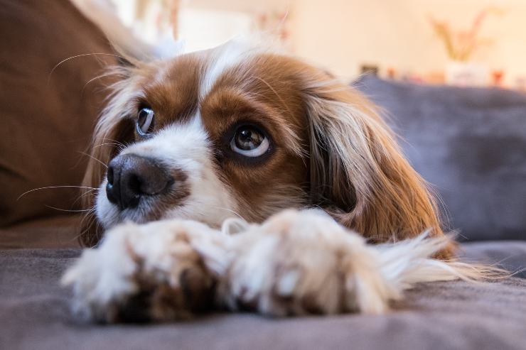 Perros que sufren de ansiedad por separación