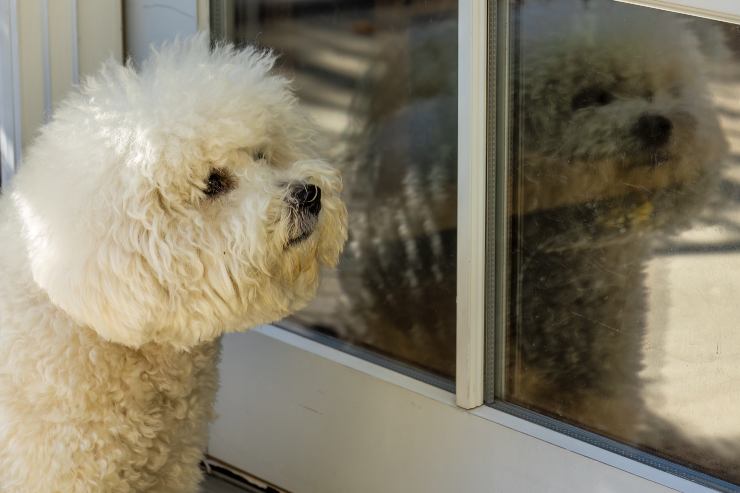 Perros que sufren de ansiedad por separación