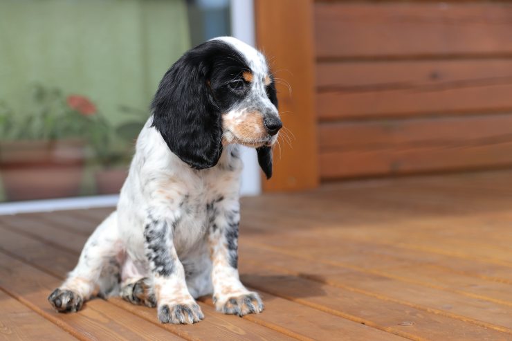 Razas de perros que sufren ansiedad por separación