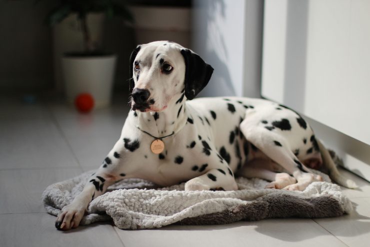 Razas de perros que sufren ansiedad por separación