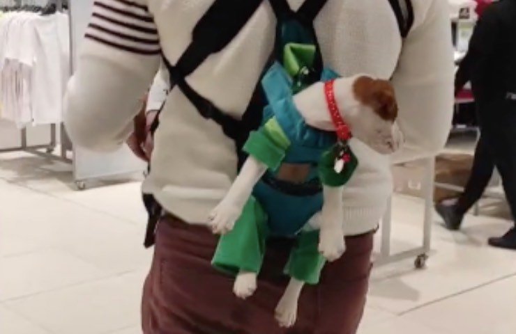 perrito Milo bebé papá