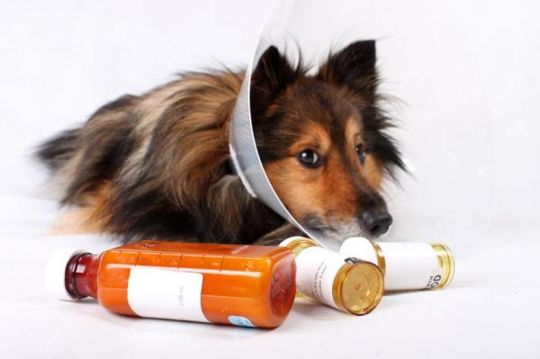 Ataxia en perros: causas, tratamiento y esperanza de vida - Ataxia en perros como efecto secundario