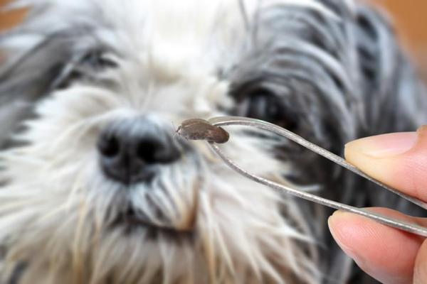 Ivermectina para perros: qué es, dosis y usos - ¿Para qué se usa la ivermectina en perros?